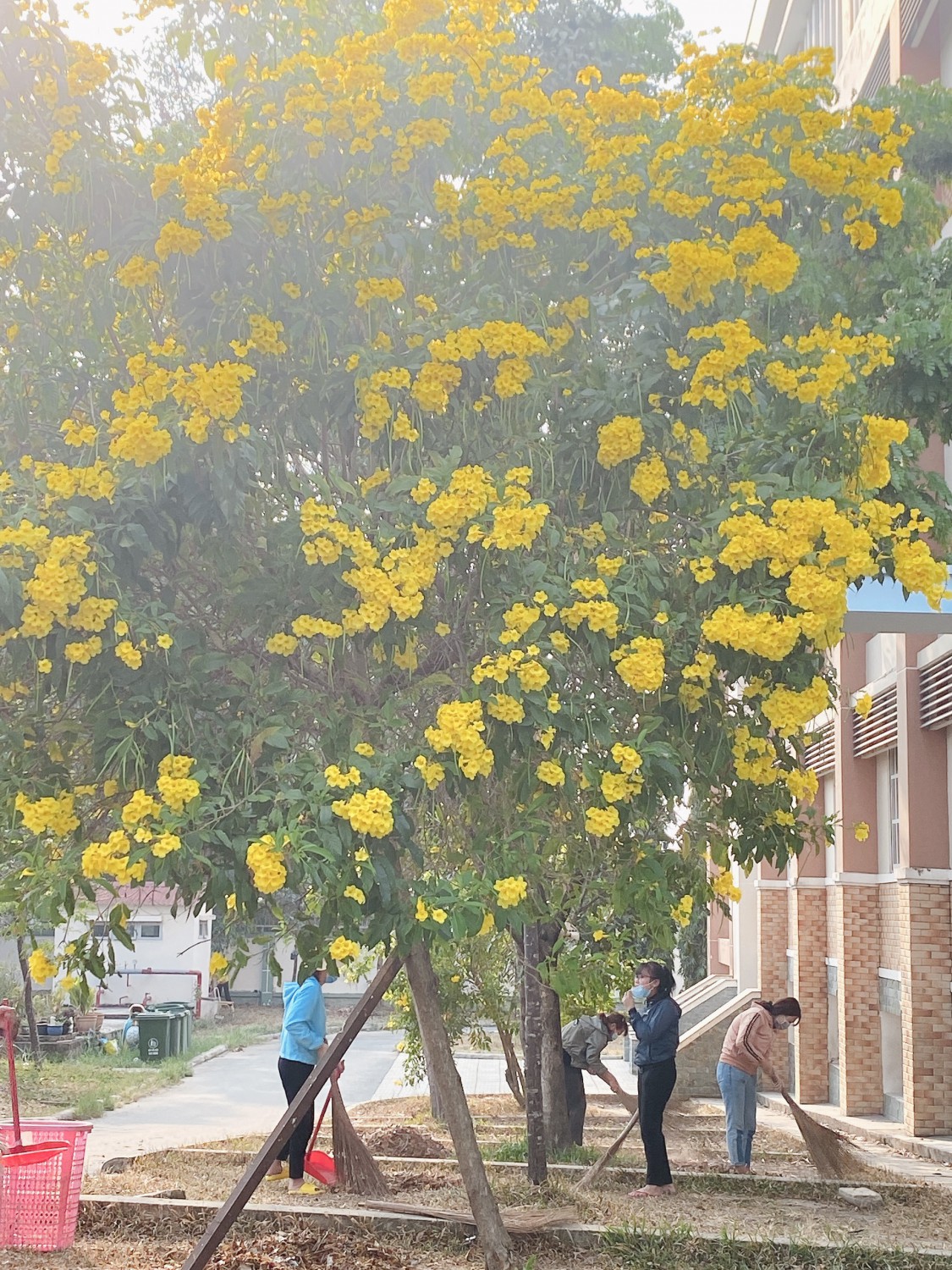 GIÁO VIÊN TRƯỜNG TH  CHÁNH PHÚ HÒA TIẾP TỤC  LAO ĐỘNG VỆ SINH TRƯỜNG LỚP PHÒNG CHỐNG DỊCH COVID 19